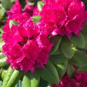 Meet your Posher, Peggy